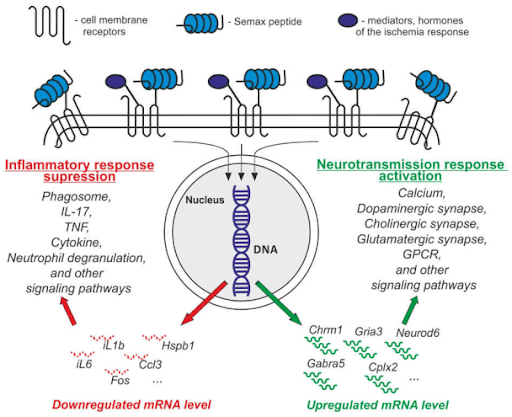 semax_dna semax_dna